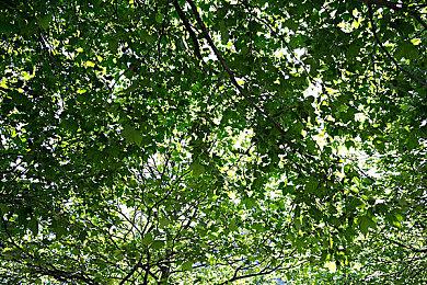 《牧场物语 移动版 Life&Love》9月5日登陆Steam＆NS