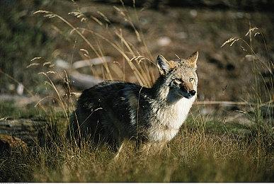 《火山的女儿》将修改部分争议剧情 Switch版正在评估中